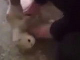 Un chat secouru par massage cardiaque