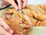 Un chat souffrant de problèmes cardiaques chez un vétérinaire