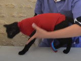 Gilet de protection vétérinaire pour chat