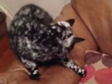 Scrappy, le chat noir atteint de vitiligo