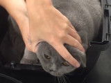 Rendez-vous chez le vétérinaire pour ce chat British Shorthair