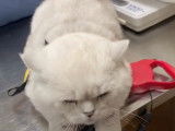 Ce British Shorthair se fait vacciner