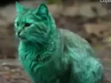 Pelage Qui Change De Couleur Sante Du Chat