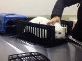 Un rendez-vous chez le vétérinaire pour ce chat Anatoli