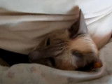 Un chat Siamois qui miaule doucement