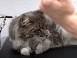 Un Maine Coon est chez le vétérinaire et se débat