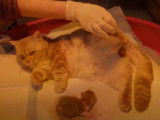 Une chatte Munchkin donne naissance à 3 chatons