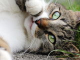 Un chat gris et blanc couché dans l'herbe