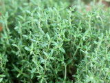 Le thym, une plante non toxique pour les chats