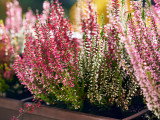De la bruyère en fleurs dans des pots