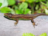 Un lézard sur une branche d'arbre