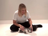 Comment faire un massage cardiaque à un chat ?