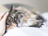 Un chat couché et affaibli