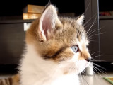 Un chaton a le hoquet