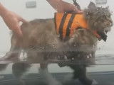 Une séance de rééducation et d'hydrothérapie pour chat après une opération