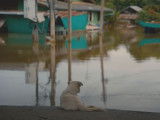 Une association aide des chiens et chats victimes d'une inondation en Thaïlande