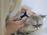 Une femme vétérinaire examine l'oreille d'un chat