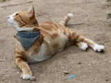 Un chat roux amputé de la patte avant