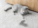 Un Scottish Fold a fait pipi sur la moquette