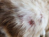 Zoom sur des plaies dans le pelage d'un chat