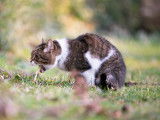 Un chat vomit dans le jardin