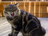 Un chat agressif sur la terrasse