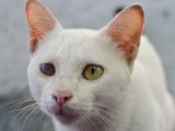 Un chat blanc avec un oeil blessé