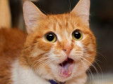 Un chat roux avec la gueule grande ouverte