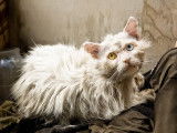 Mon chat a le poil gras : pourquoi, et que faire ?