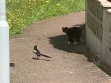 Une pie harcèle un chat dans le jardin