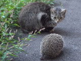 Un h&eacute;risson et des chats sauvages