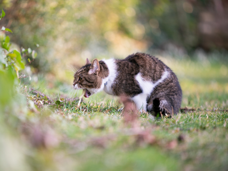 Les Symptomes Digestifs Chez Le Chat