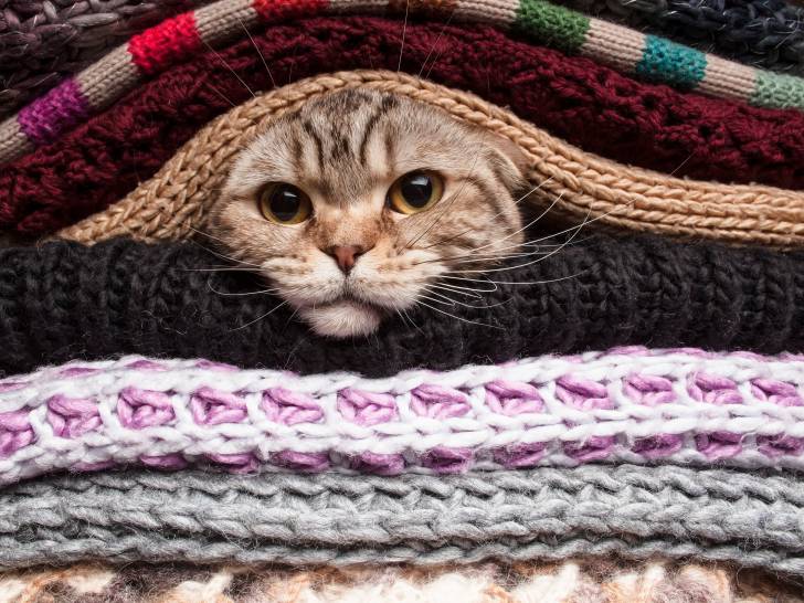 Un chat tigré mit sous un tas de couvertures en laine