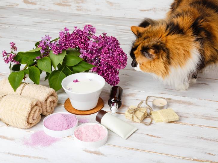 Les dangers des huiles essentielles pour les chats