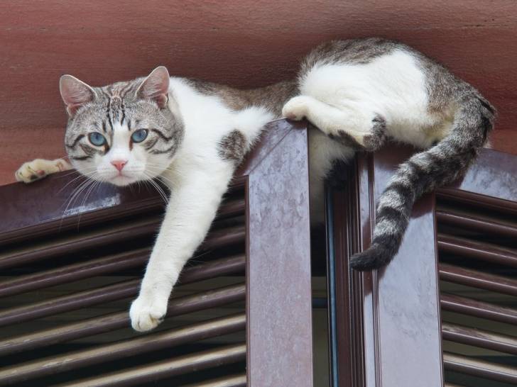 Limiter le risque d'accident domestique pour le chat