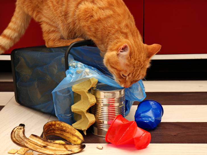 Les dangers des poubelles pour les chats