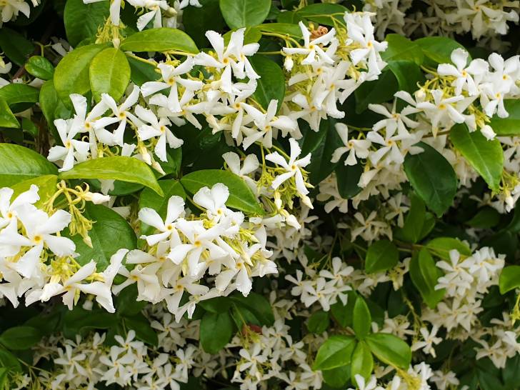Le jasmin est-il toxique pour les chats ?