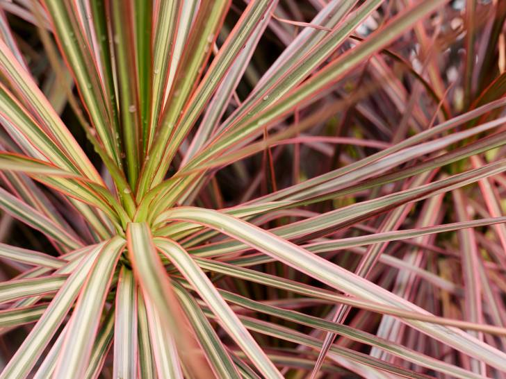 Vue proche de feuilles de dracaena marginata