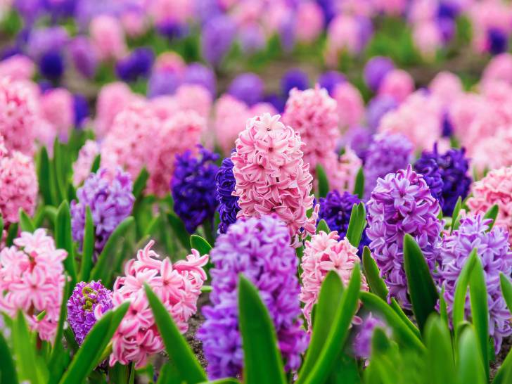 Un champ remplis de jacinthes de toutes les couleurs