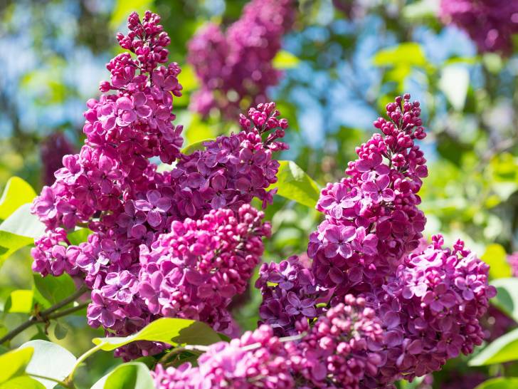 Vue proche de grappes de fleurs d'un lilas rose
