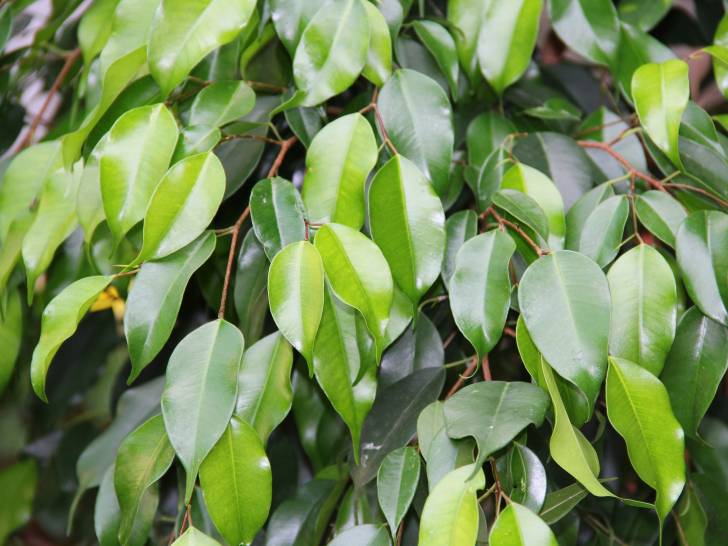 Vue proche de feuilles de ficus