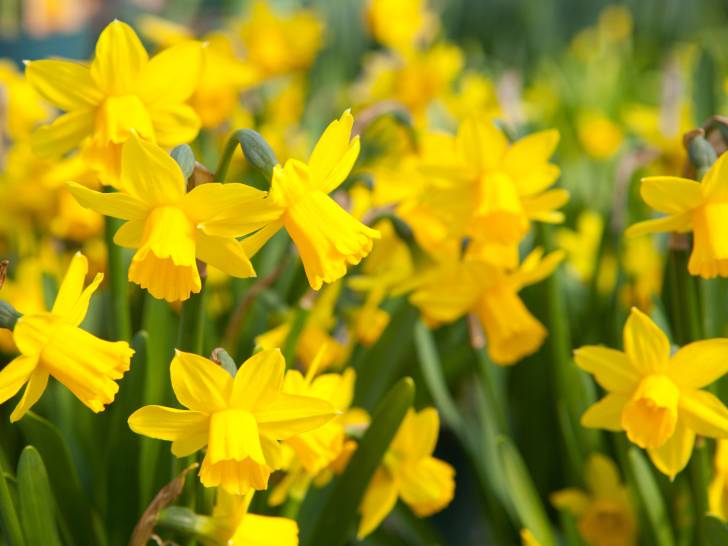 Un champ de jonquilles en fleurs