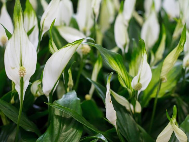 Le spathiphyllum est-il toxique pour les chats ?