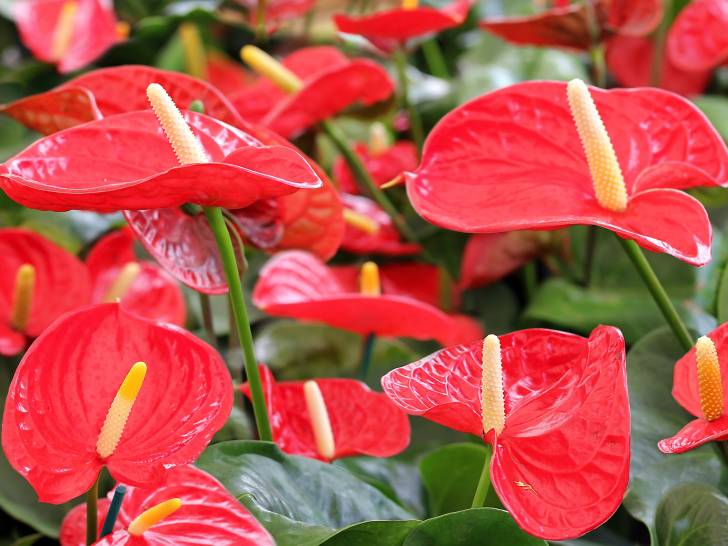 Vue proche d'un anthurium avec des fleurs rouges