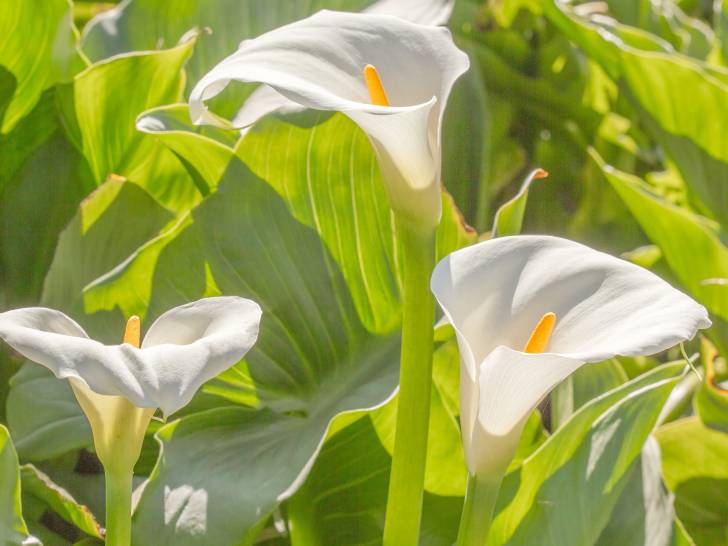 Des fleurs d'arum sauvage, à la réunion