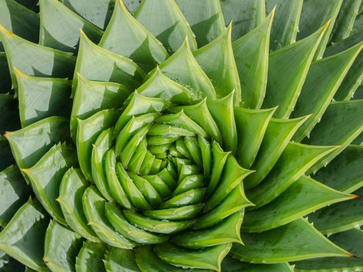 Un aloe vera en spirale vu de dessus