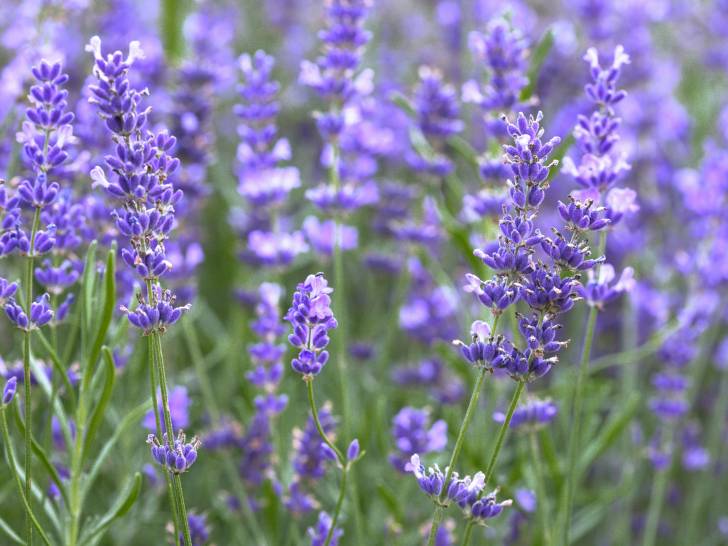 Vue proche de fleurs de lavande dans un champ