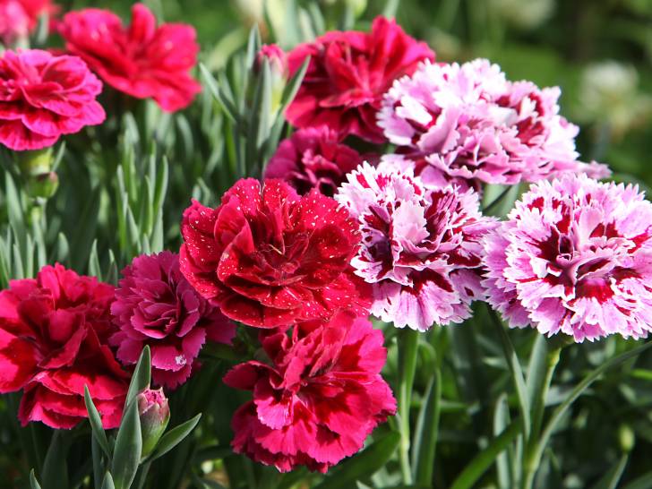 Des oeillets roses et rouges en fleurs dans un jardin