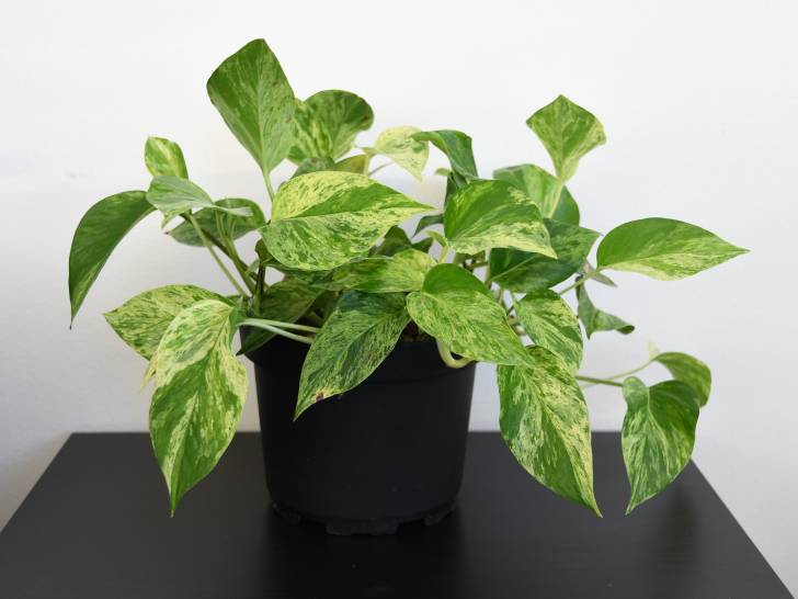 Un pothos en pot sur une table