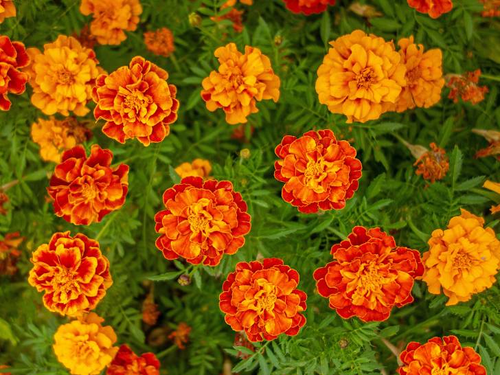 Des oeillets d'Inde tout en fleurs